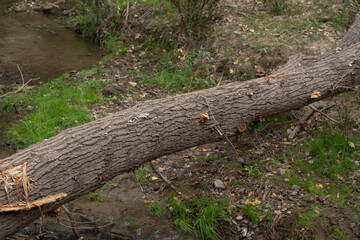 tree trunk with mushrooms