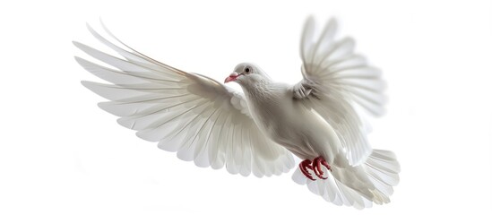 Fototapeta premium White Dove in Flight, Symbol of Peace and Purity