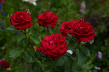 flowers, red roses, screensaver, background, flower bed, in the village.