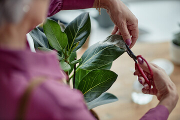 Top view closeup of unrecognizable senior woman caring for green plants at home and clipping dry...