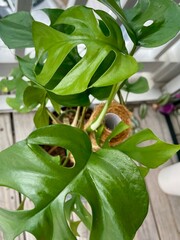 Mini monstera plant