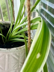 Spider plant in a pot