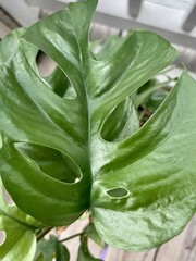 close up of monstera