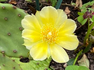 Yellow prickly pear cactus flowers. Eastern Prickly Pear or Opuntia humifusa . devil's-tongue or Indian fig.