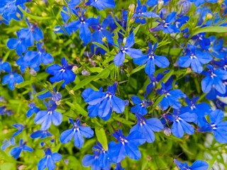 Blue Edging or lobelia erinus 