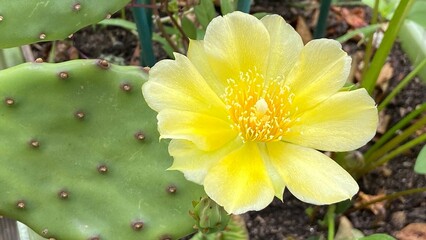 Yellow prickly pear cactus flowers. Eastern Prickly Pear or Opuntia humifusa . devil's-tongue or Indian fig.