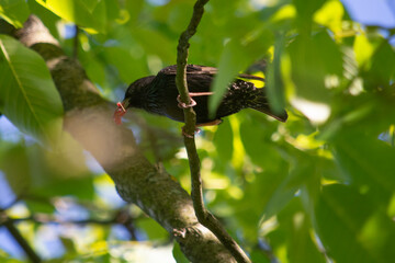 szpak © Dariusz Grochal 