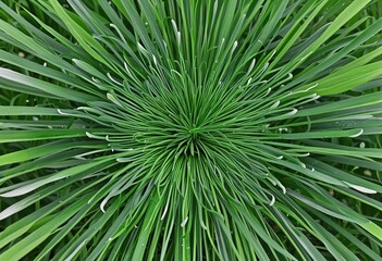 close up of a palm tree