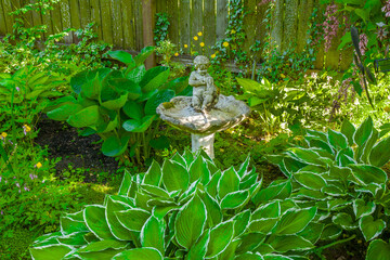 Hosta garden with birdbath with cherub holding a puppy