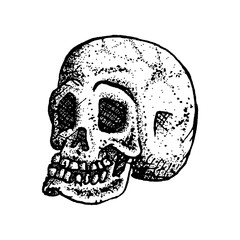 Black and white human skull with a hand drawn vector. Hand drawn human skull isolated on white.