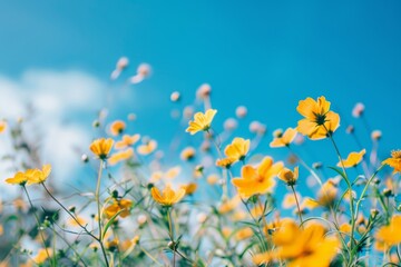 Obraz premium Sunny yellow flowers dance in a field under clear blue skies. Nature's vibrant beauty on display in full bloom.