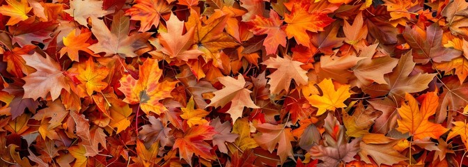 Autumn fall leaves design element wallpaper background 