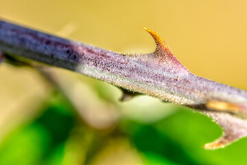 Thorn or sharp spike of wild mulberry in detail