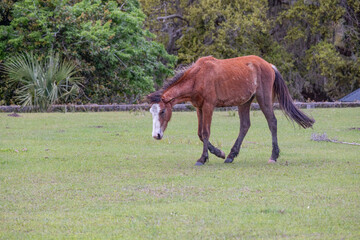 Wild horses of Cumberland Island Georgia grazing on the grassy area near the old mansion. 