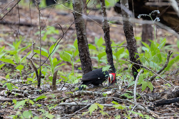 Pileated woodpecker foraging the forest floor for food mainly insects and worms.