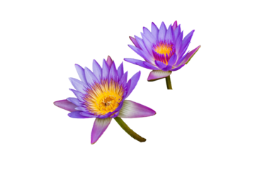 The Panama Pacific Tropical Water Lily isolated