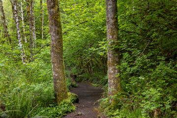 Path through the trees