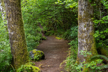 Obraz premium Path through the trees