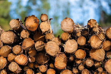 Large pile of wood logs.