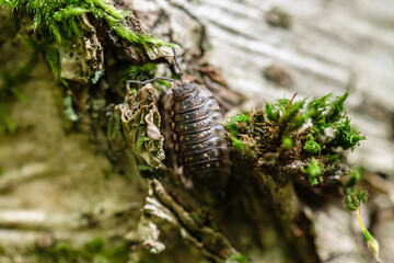 Oniscus asellus common woodlouse on the bark of a tree.