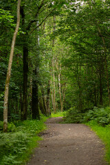 Gravel path in a forest.