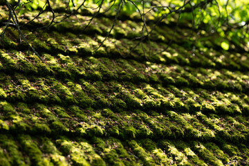 Really mossy roof tiles of a barn.