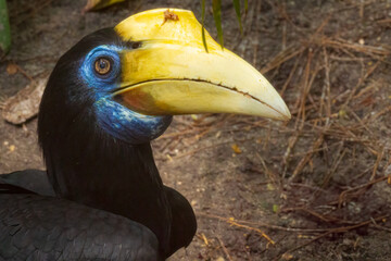Wrinkled Hornbill at the Brevard Zoo in Melbourne, Florida