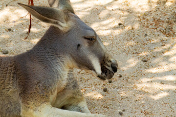 Kangaroo at the Brevard Zoo in Melbourne, Florida