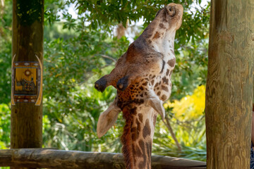 Giraffe at the Brevard Zoo in Melbourne, Florida