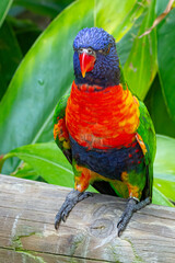 Rainbow Lorikeets at the Brevard Zoo in Melbourne, Florida
