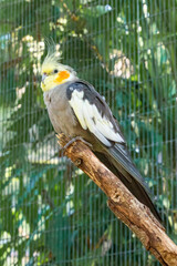 Cockatiel perched on a branch
