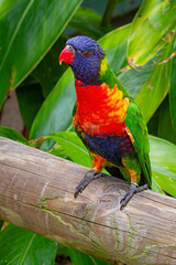 Rainbow Lorikeets at the Brevard Zoo in Melbourne, Florida