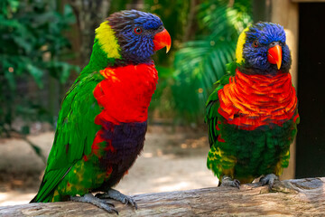 Rainbow Lorikeets at the Brevard Zoo in Melbourne, Florida
