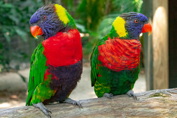 Rainbow Lorikeets at the Brevard Zoo in Melbourne, Florida