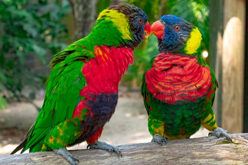 Rainbow Lorikeets at the Brevard Zoo in Melbourne, Florida
