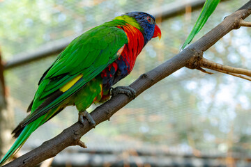Rainbow Lorikeets at the Brevard Zoo in Melbourne, Florida