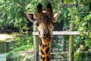 Giraffe at the Brevard Zoo in Melbourne, Florida