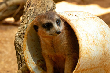 Meerkat Peering Out of Burrow at the Brevard Zoo in Melbourne, Florida