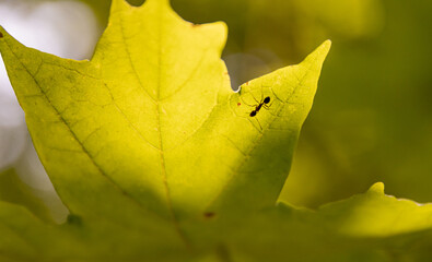 Ant On A Green Leaf
