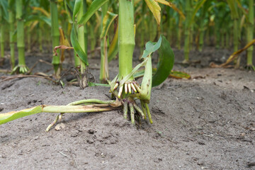 Closeup of a brace root of a cornstalk in a cornfield