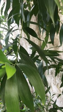 Composi&ccedil;&atilde;o de Plantas e Flores Decorativas em Ambiente Natural. Arranjo de Flores e Folhagens para Decora&ccedil;&atilde;o. Plantas Ornamentais e Flores Coloridas em Espa&ccedil;o Verde