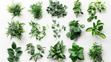 Obraz premium Collection of isolated green plants on white backdrop