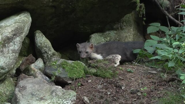 Martes foina faina animal marten