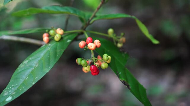 red and green Psychotria viridis fruit