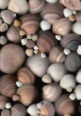 Stones and shells