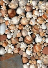 shells and stones