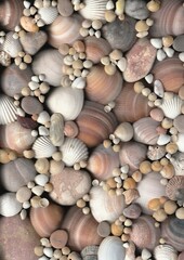 shells and stones 