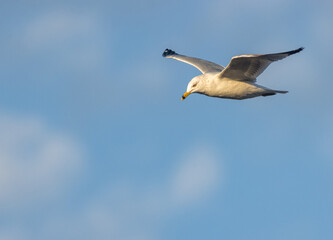 Ring Billed Gull in The Sky