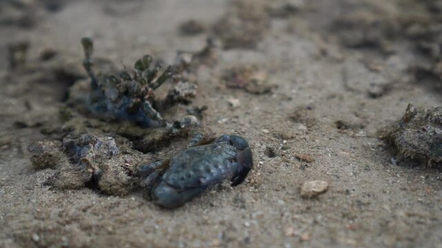 Jaguar Round Crab (Xantho poressa) moving in water on the beach