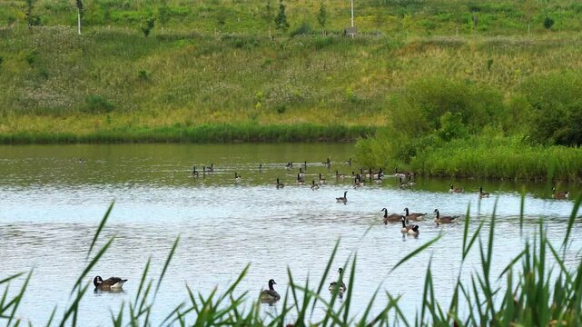Canada geese flock swimming in pond in Downsview Park, Toronto